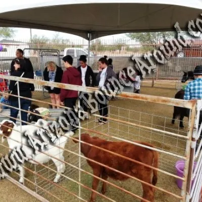 Petting Zoo's for Hire, petting zoo rentals, Phoenix, Scottsdale AZ