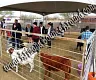 Horse Drawn Carriage Rides  Petting Zoo's & Pony Rides