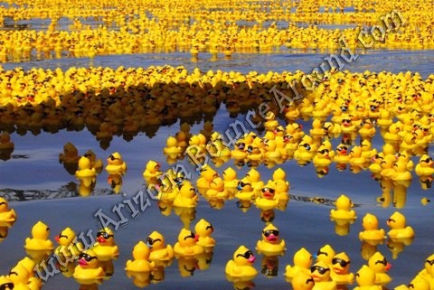 Rubber Duck Knock Down Carnival Game Rental Phoenix, AZ - Carnival Games