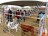 Horse Drawn Carriage Rides  Petting Zoo's & Pony Rides